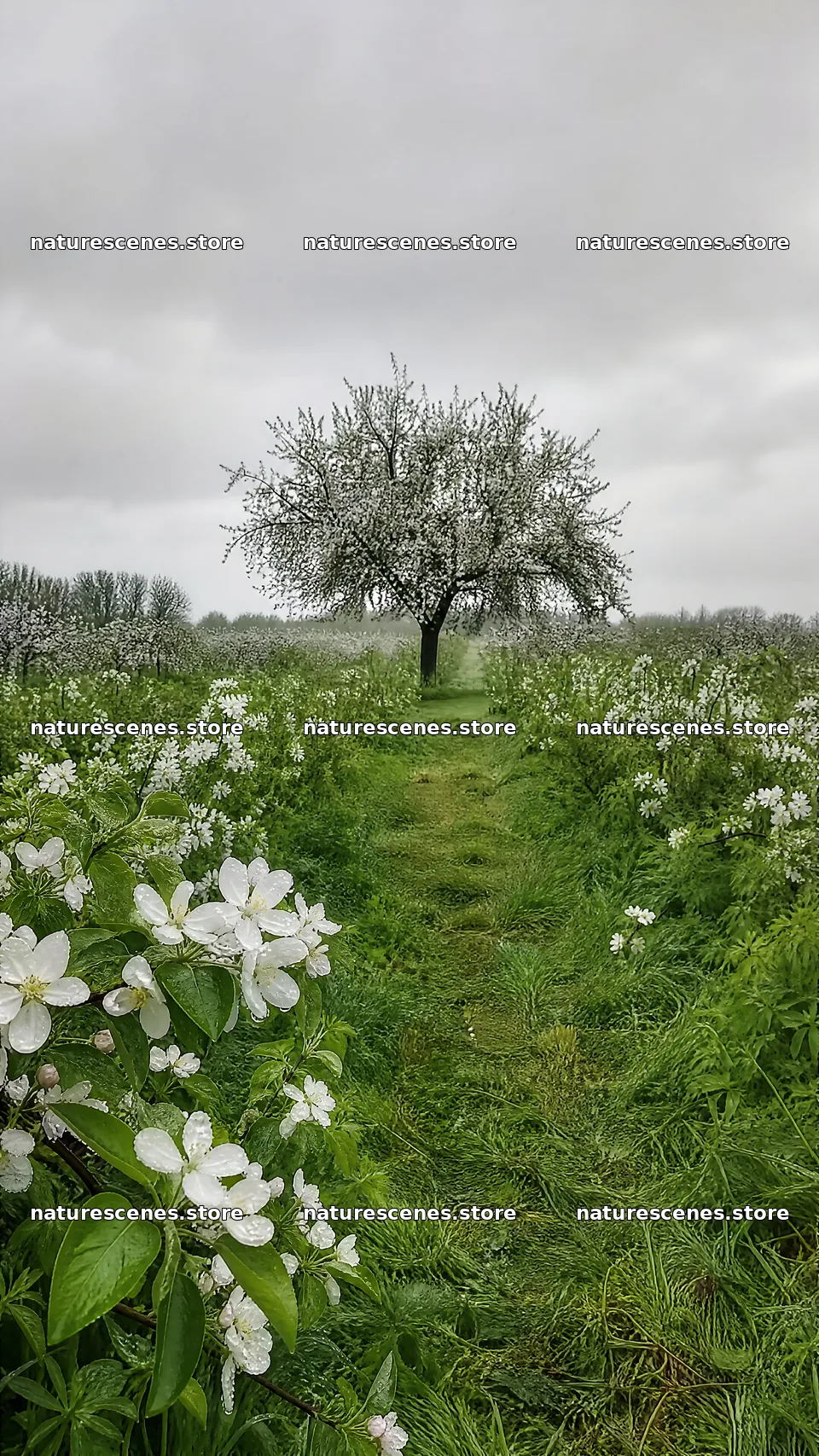 Apple blossom meadow with a single tree and flowers – nature scenes 5952x10584