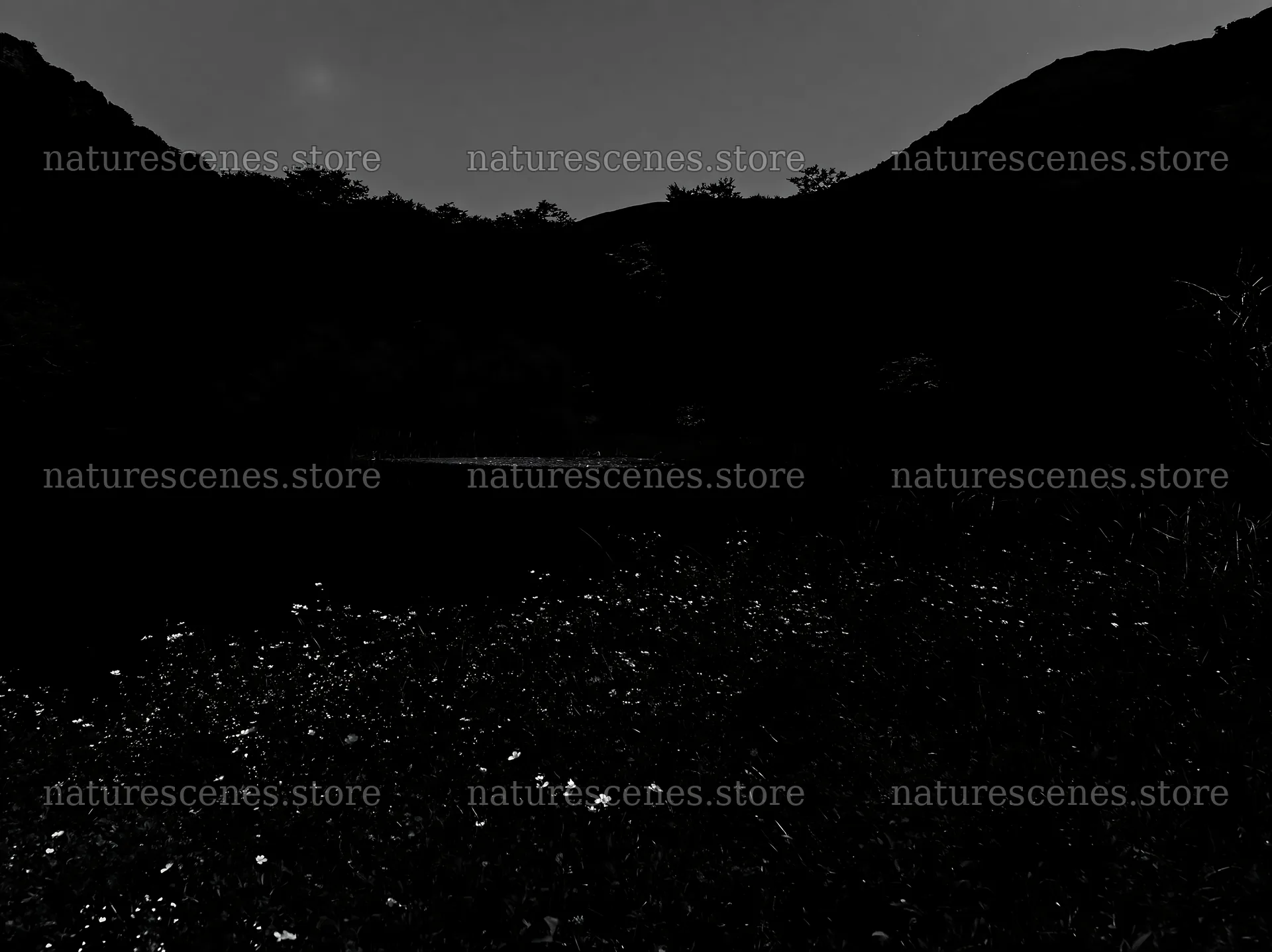 Moonlit meadow with flowers under a dark sky – nature scenes 9174x6866