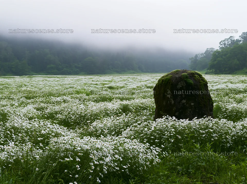 Misty meadow with moss covered stone in Shimane – nature scenes 9174x6866