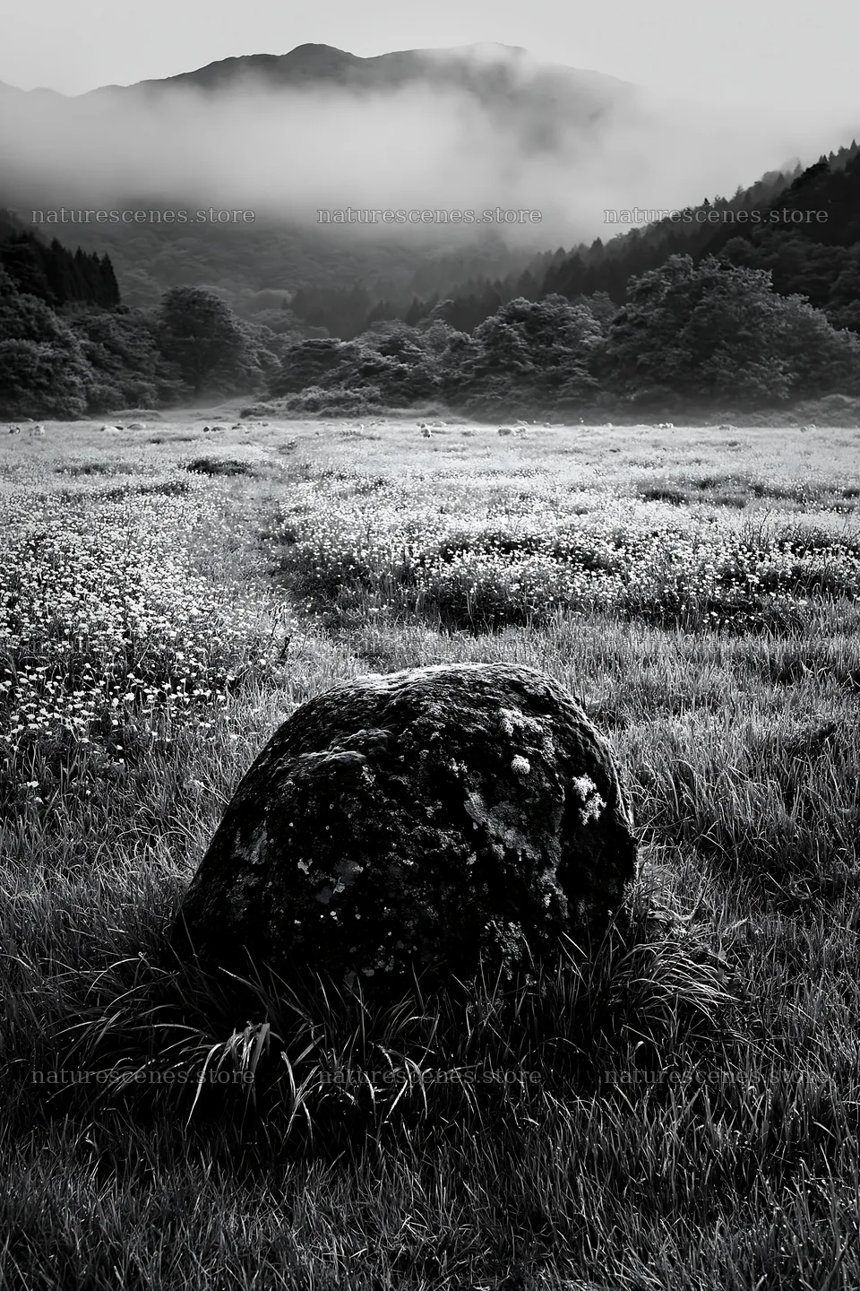Misty meadow in Shimane with moss covered stone – nature scenes 6480x9722