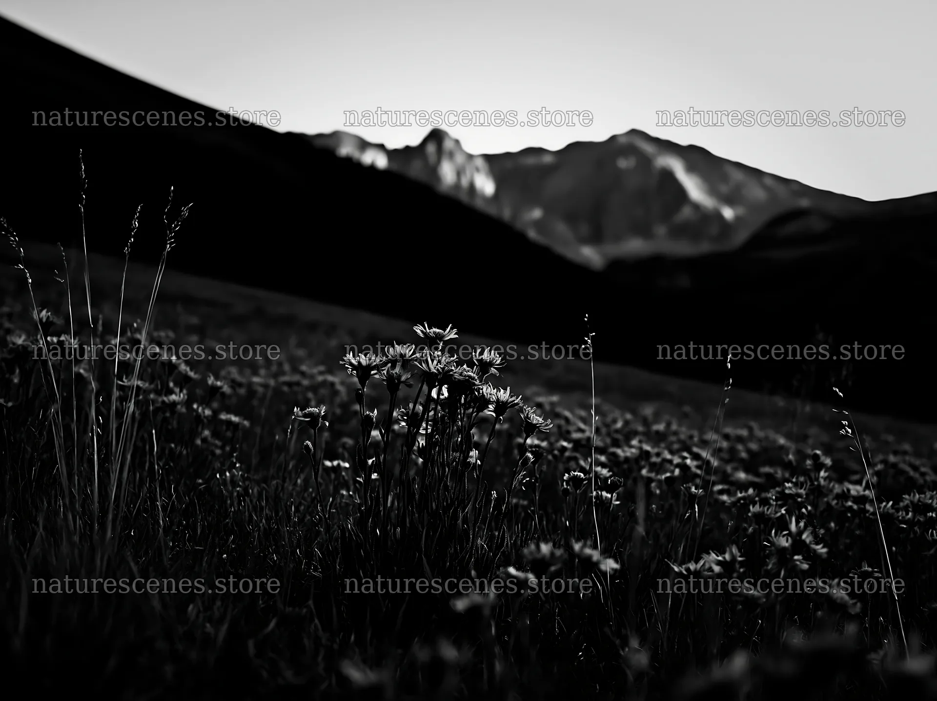 Mountain pass meadow with blue flowers at sunset – nature scenes 9174x6866