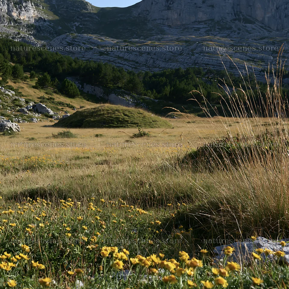 Meadow with wildflowers and rocky mountains in background – nature scenes 7938x7938