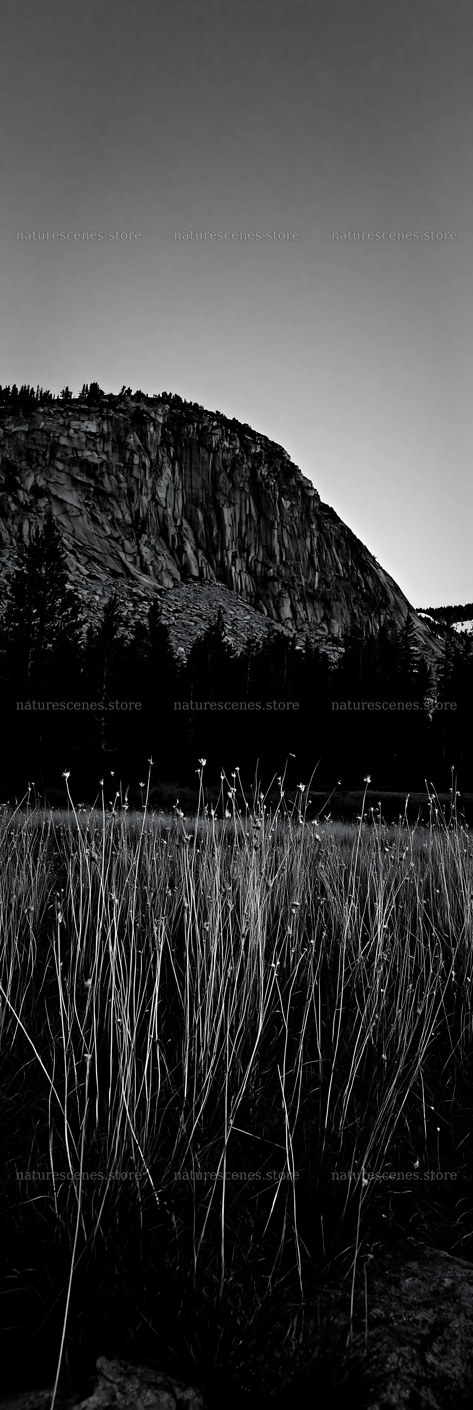 Meadow grass seedheads sway in the evening light near a mountain – nature scenes 4602x13690