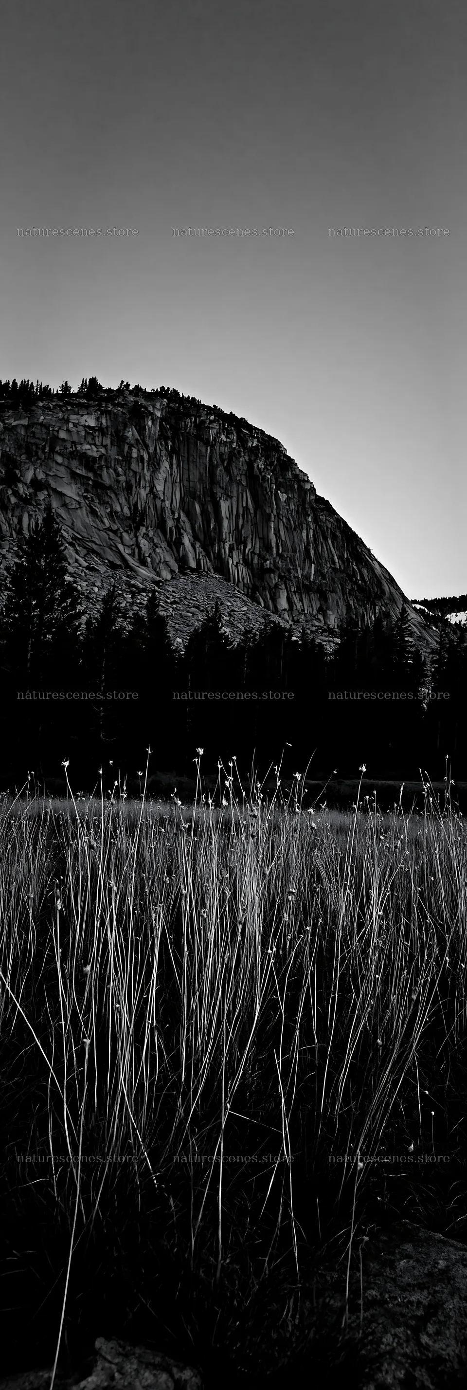 Meadow grass seedheads sway in the evening light near a mountain – nature scenes 4602x13690