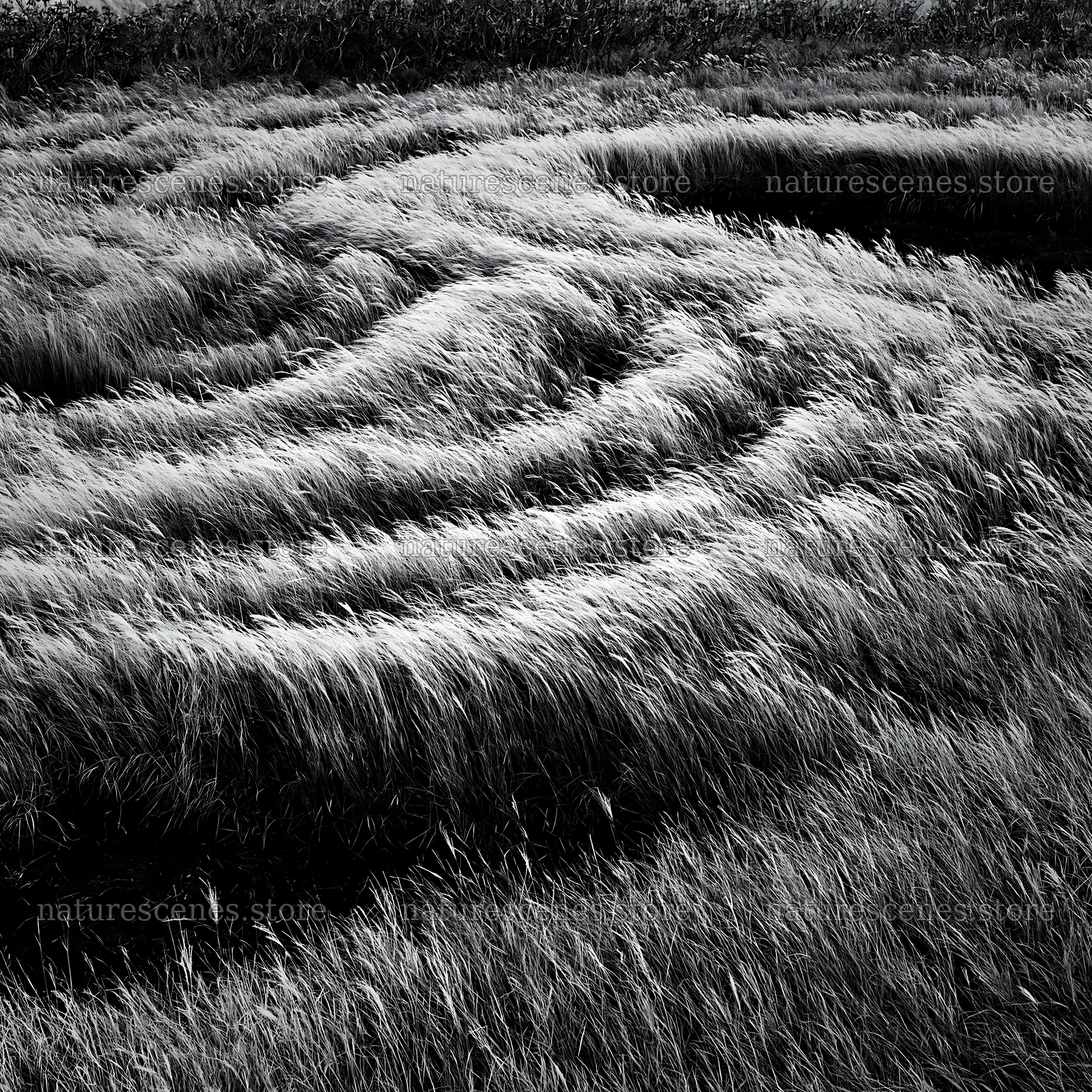 Silver grass meadow seedheads in Hokkaido with shadows – nature scenes 7938x7938