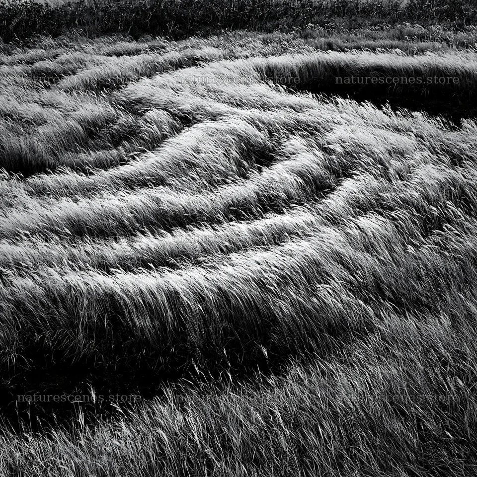 Silver grass meadow seedheads in Hokkaido with shadows – nature scenes 7938x7938