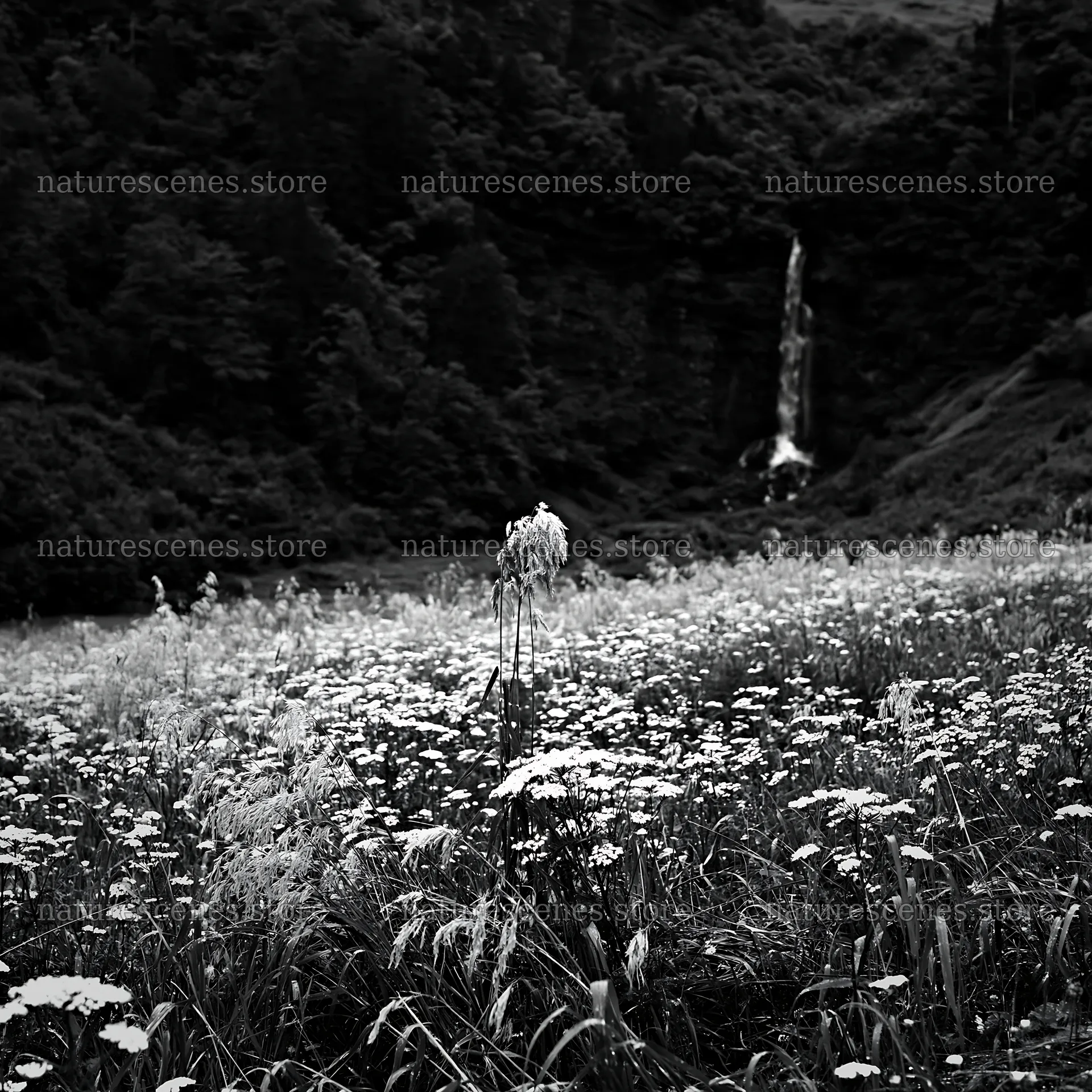 Flower meadow below a cascade in black and white – nature scenes 7938x7938