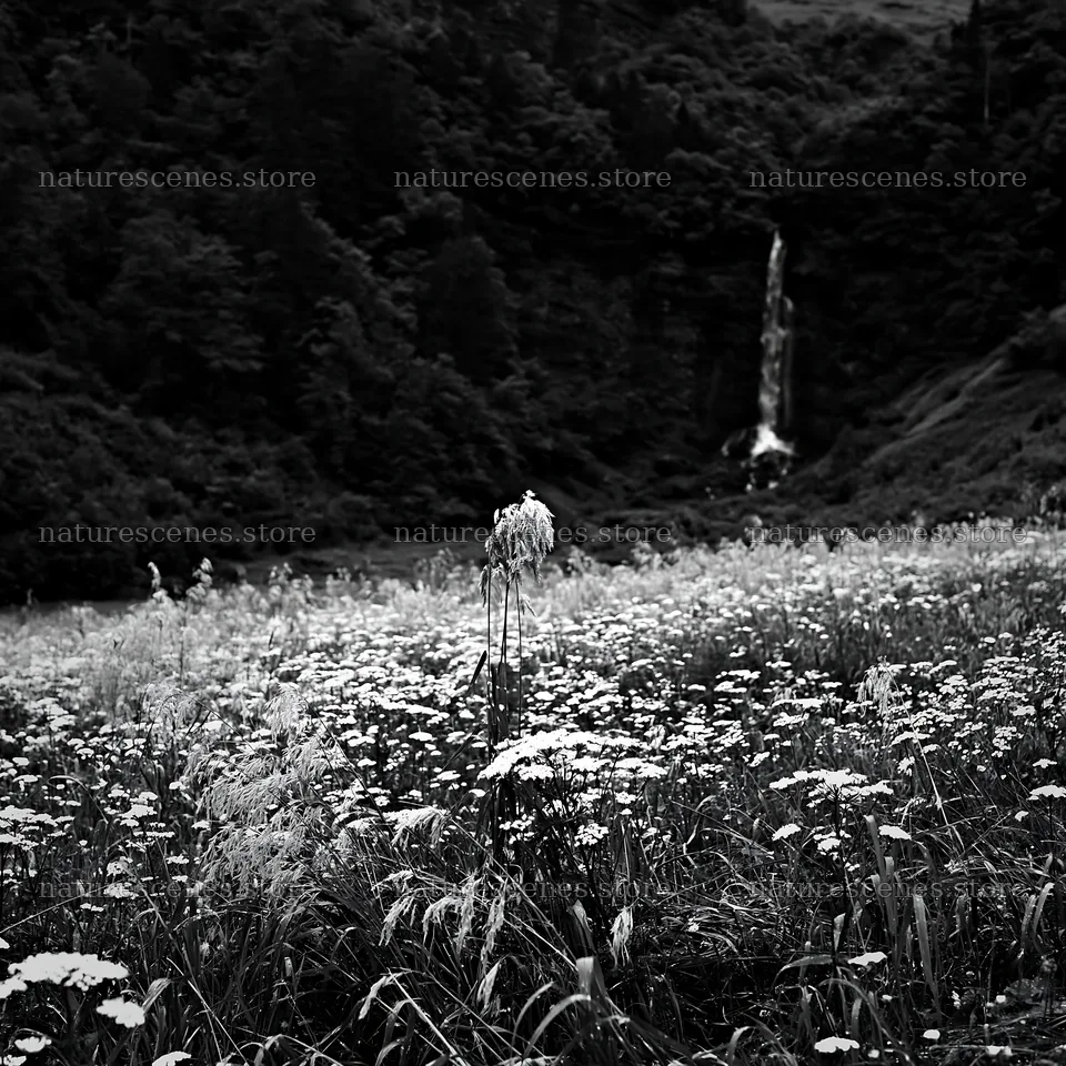 Flower meadow below a cascade in black and white – nature scenes 7938x7938