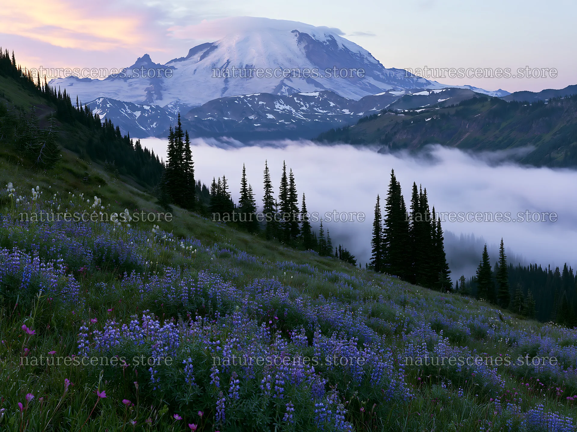 Mount Rainier wildflower meadow at sunrise – nature scenes 9174x6866