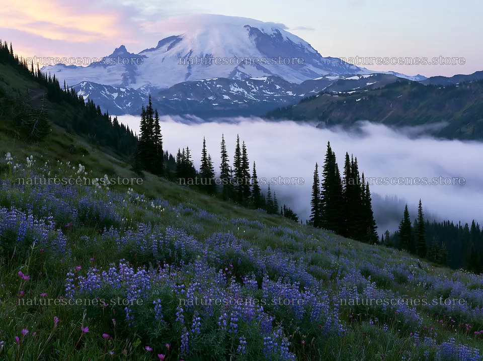 Mount Rainier wildflower meadow at sunrise – nature scenes 9174x6866
