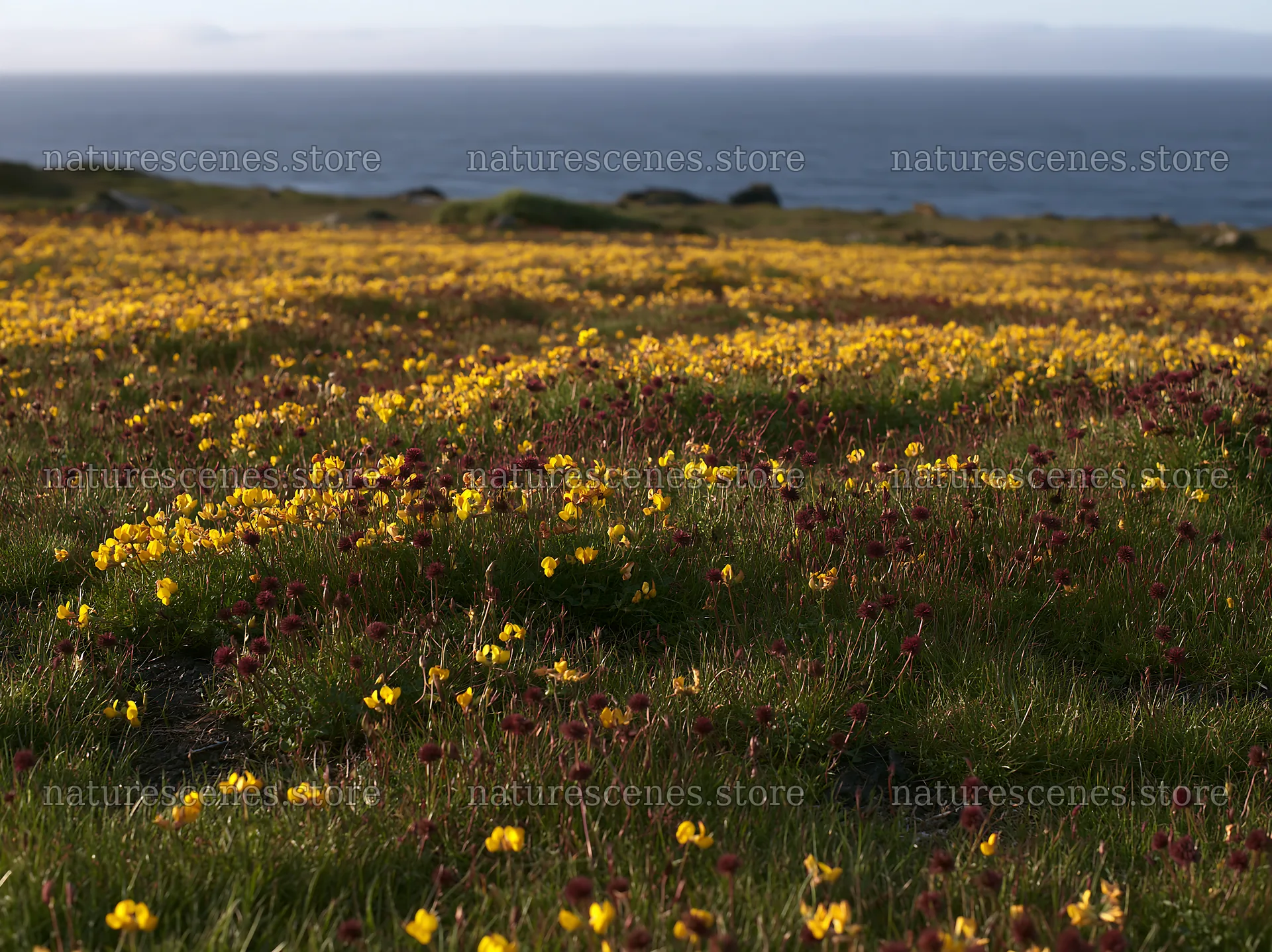 Yellow flowers in a Portuguese meadow above the Atlantic coast – nature scenes 9174x6866