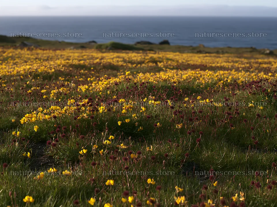 Yellow flowers in a Portuguese meadow above the Atlantic coast – nature scenes 9174x6866