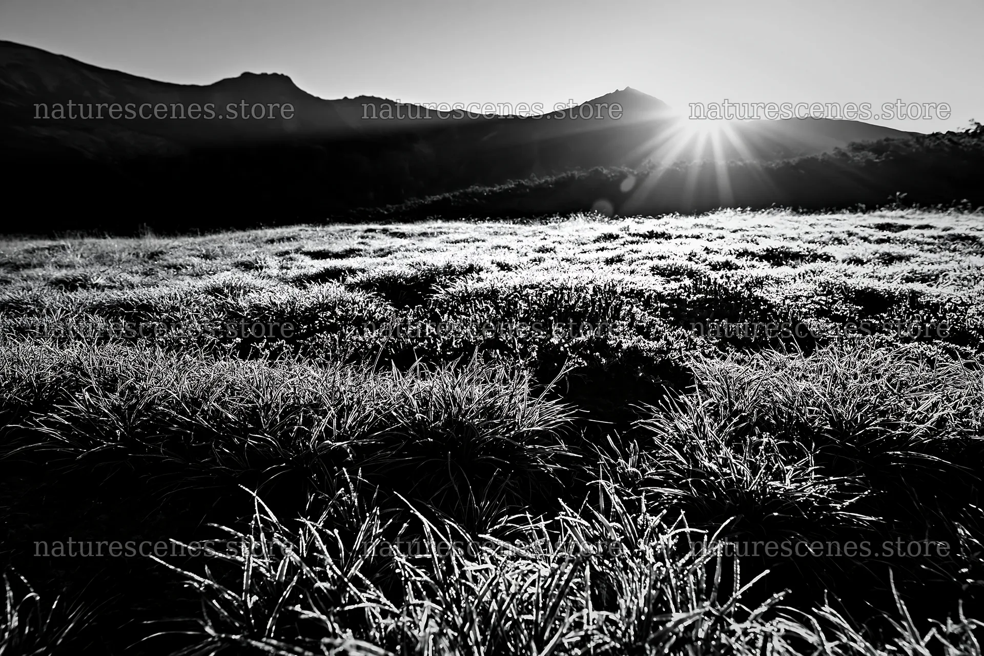 Light rays over Daisetsuzan alpine meadow at sunrise – nature scenes 9722x6480