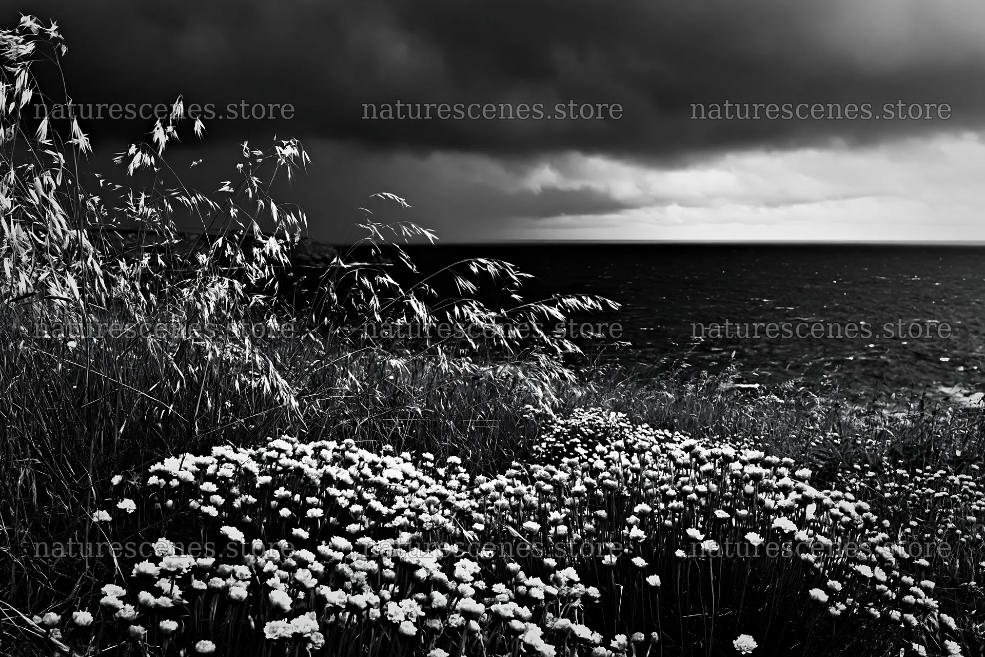 Meadow with seedheads alongside stormy sea and dark clouds – nature scenes 9722x6480