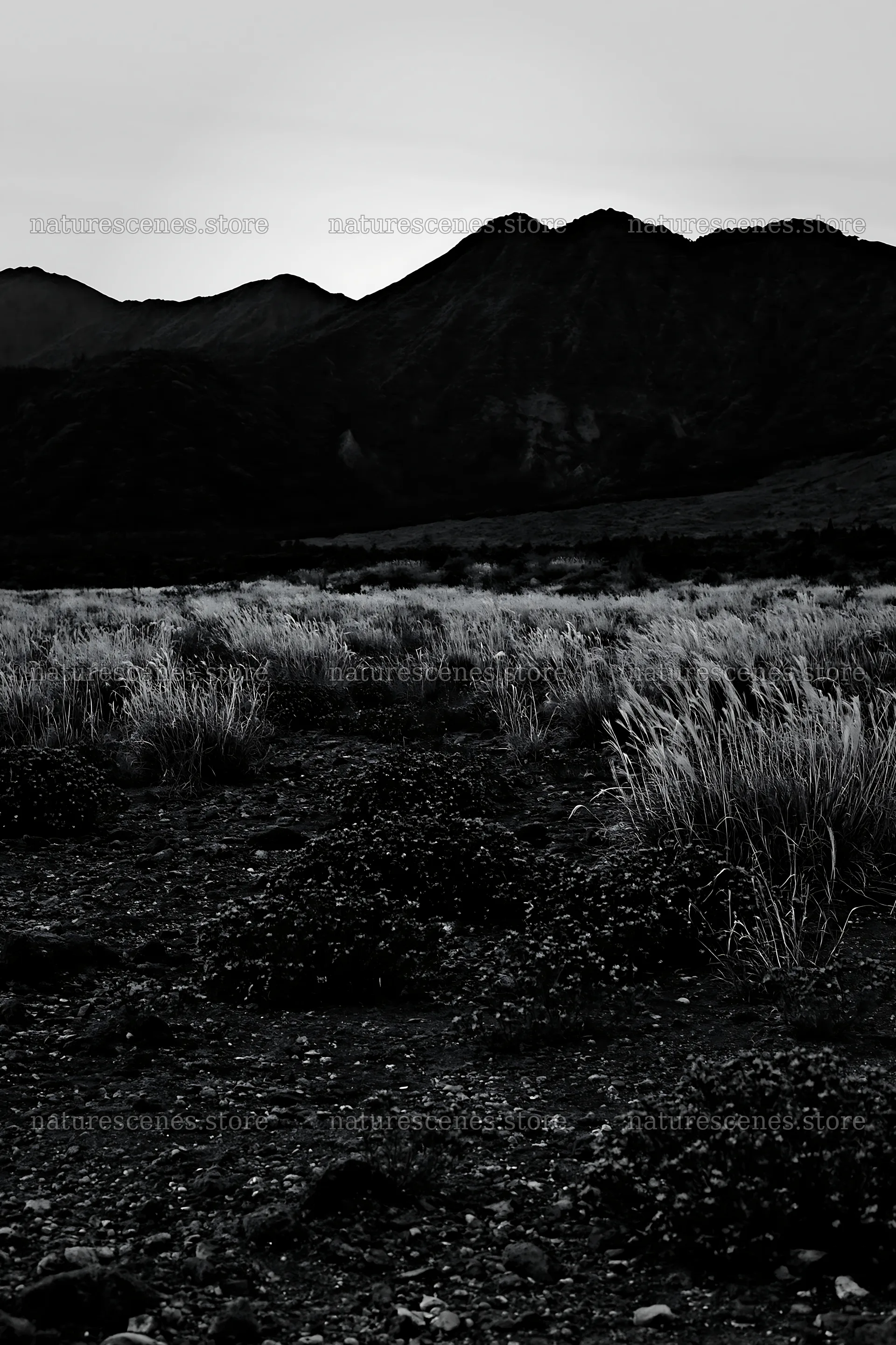 Kagoshima volcanic meadow with pumice foreground – nature scenes 6480x9722