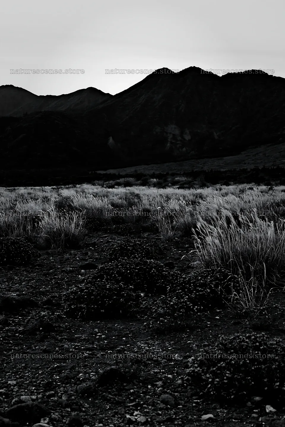 Kagoshima volcanic meadow with pumice foreground – nature scenes 6480x9722