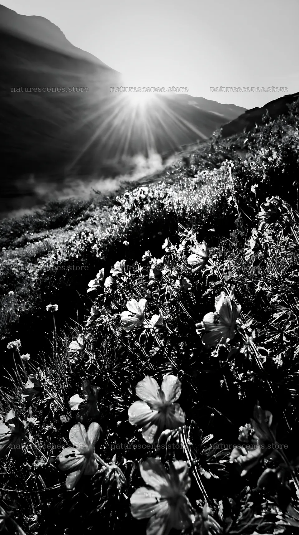 Sunbeams shining over flowers in Jotunheimen valley meadow – nature scenes 5938x10608