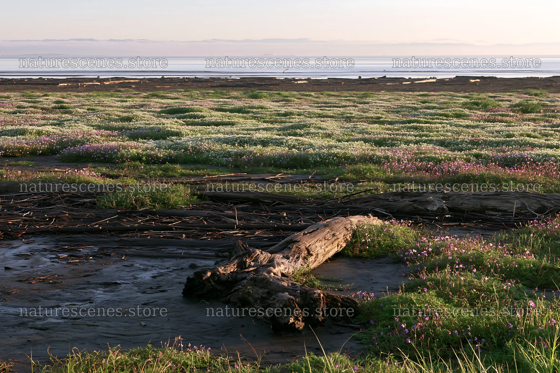 Chiba coastal climate meadow with driftwood in foreground – nature scenes 9722x6480