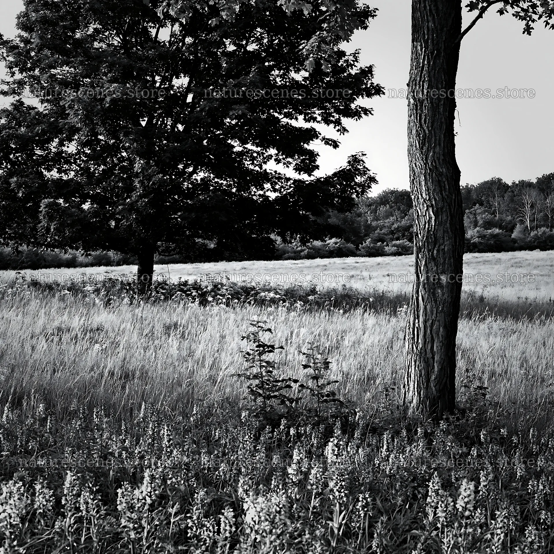 Wild orchid meadow with trees in black and white – nature scenes 7938x7938