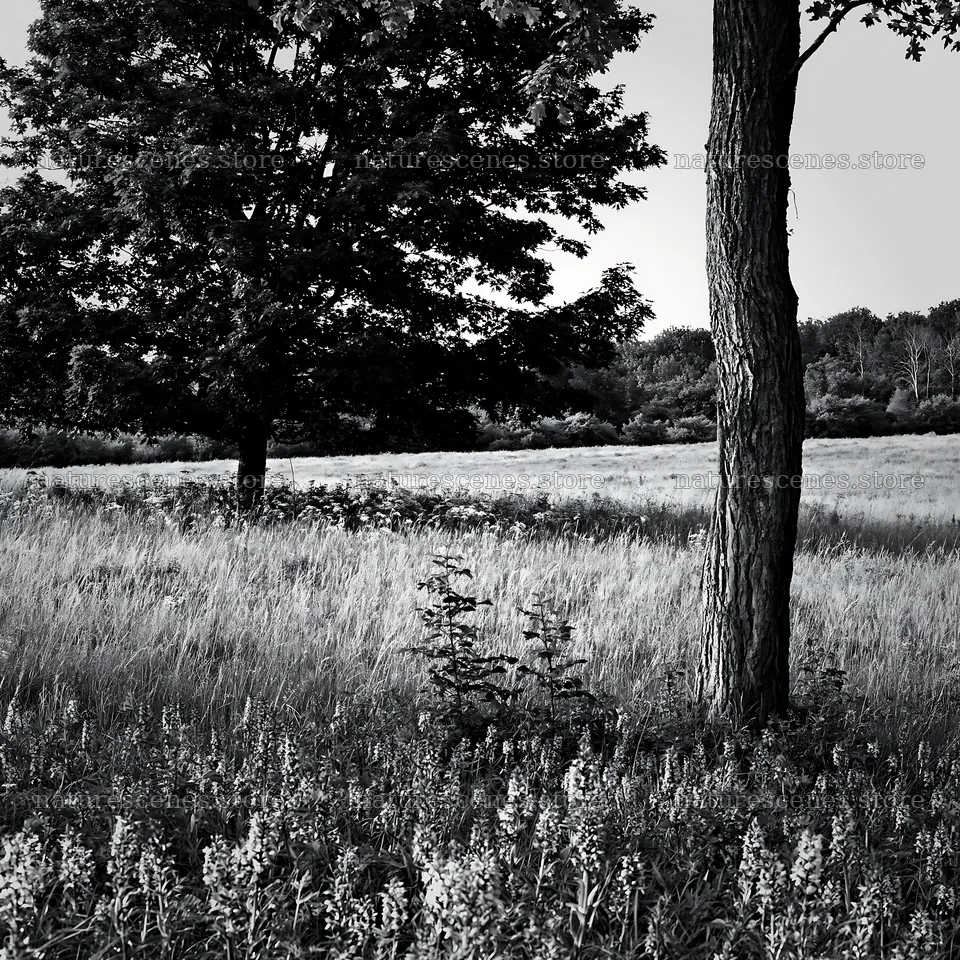 Wild orchid meadow with trees in black and white – nature scenes 7938x7938