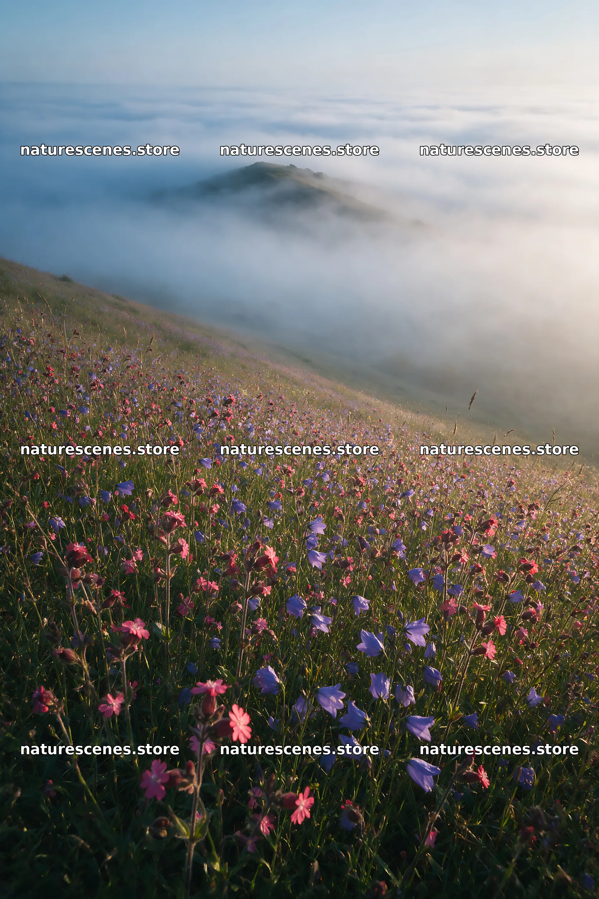 Campion bellflower meadow with misty hills in the distance – nature scenes 6480x9722
