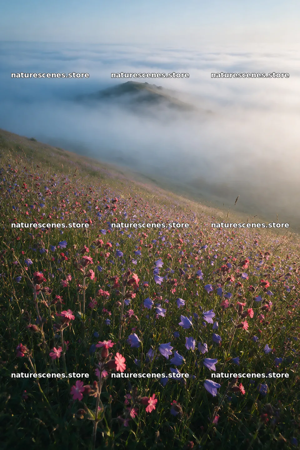 Campion bellflower meadow with misty hills in the distance – nature scenes 6480x9722