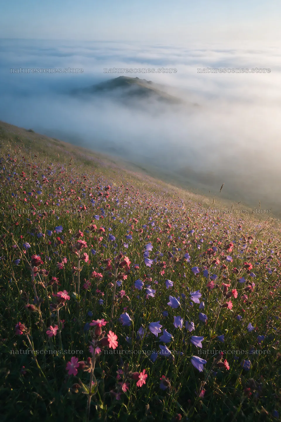 Campion bellflower meadow with misty hills in the distance – nature scenes 6480x9722