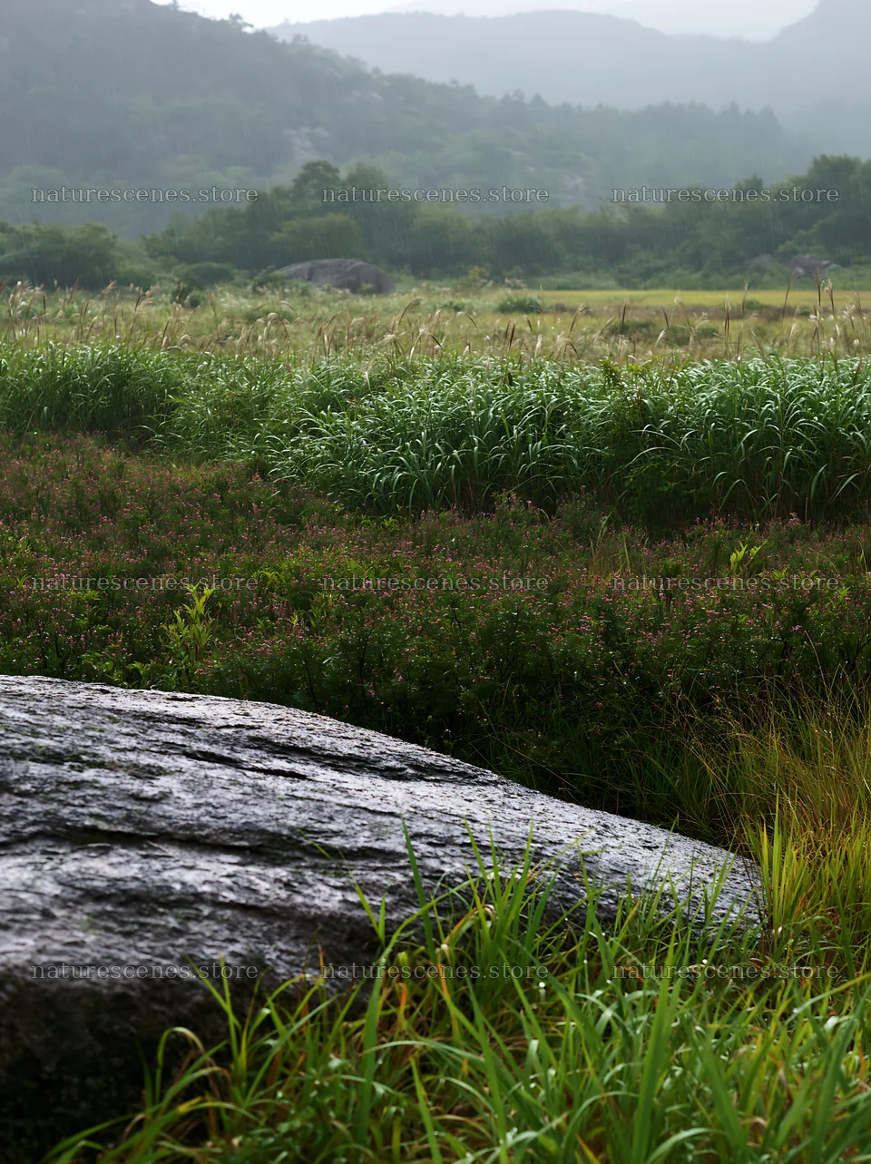Hiroshima rainy meadow smooth rock foreground – nature scenes 6866x9174