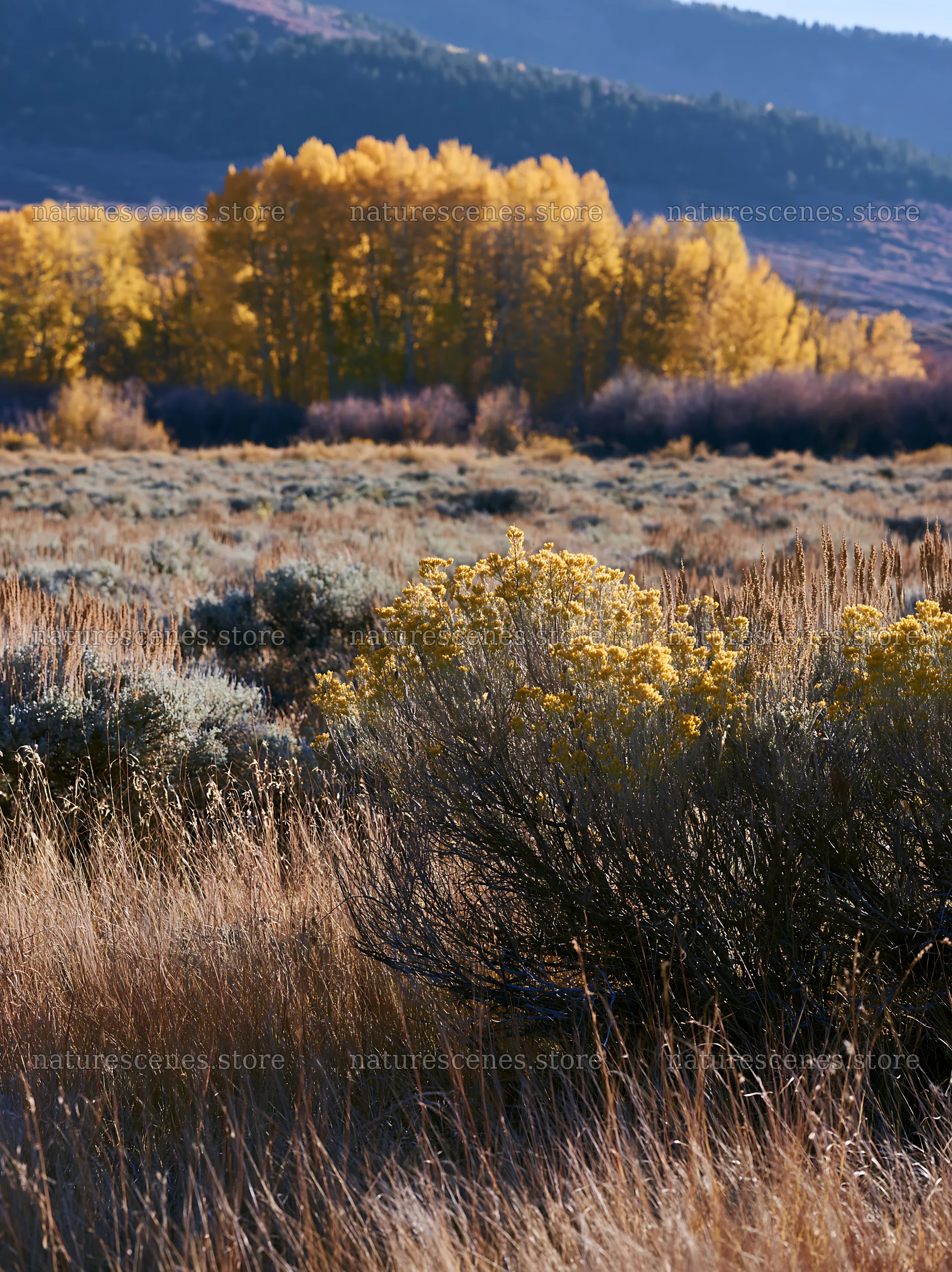 Sagebrush meadow with autumn trees in the background – nature scenes 6866x9174