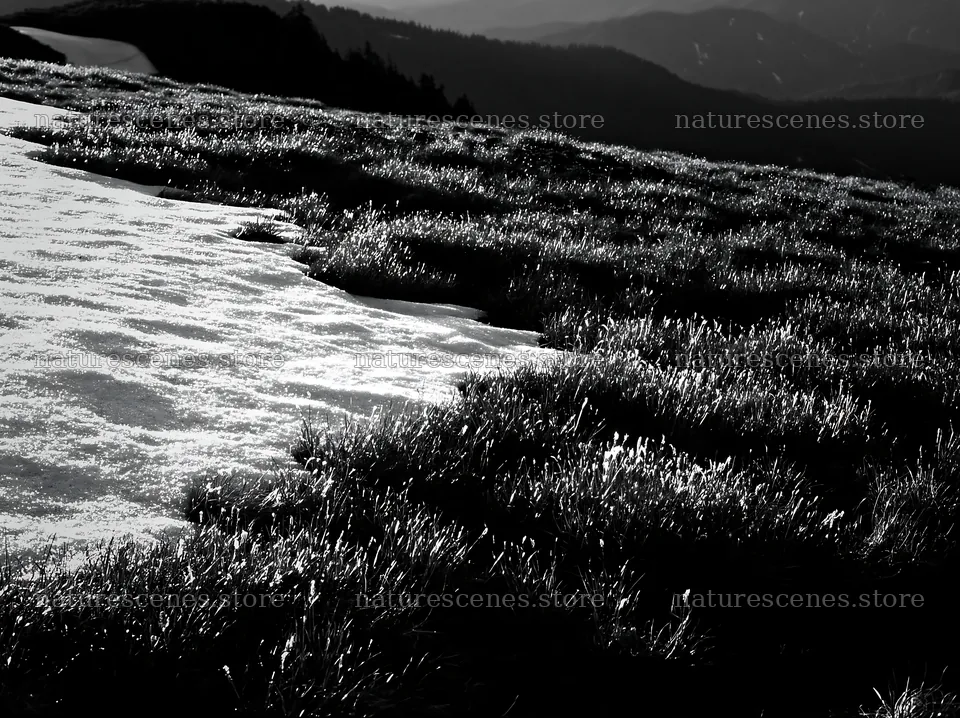 Akita snowmelt meadow with silver grasses at sunset – nature scenes 9174x6866