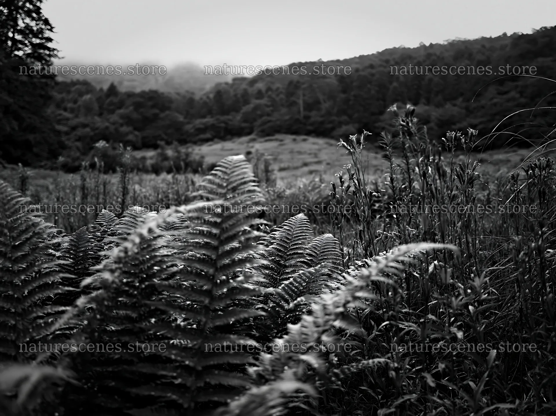 Nara summer meadow with fern foreground and distant hills – nature scenes 9174x6866