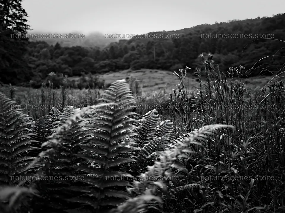 Nara summer meadow with fern foreground and distant hills – nature scenes 9174x6866