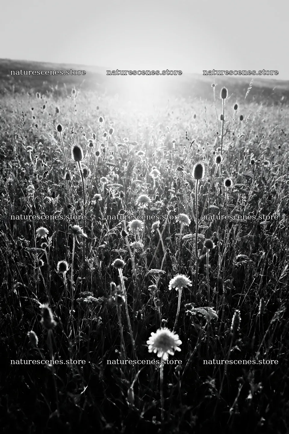 Rewilded meadow with flowers under the setting sun – nature scenes 6480x9722