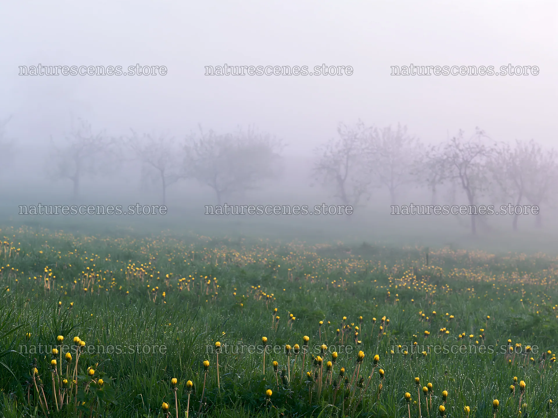 Dandelion orchard meadow with fog and blooming flowers – nature scenes 9174x6866