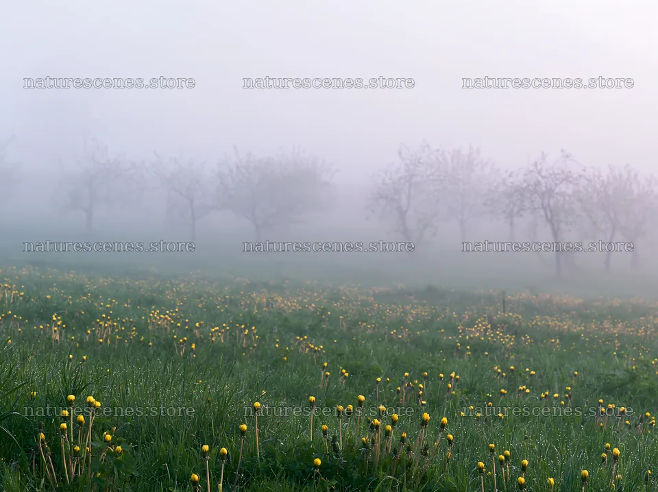 Dandelion orchard meadow with fog and blooming flowers – nature scenes 9174x6866