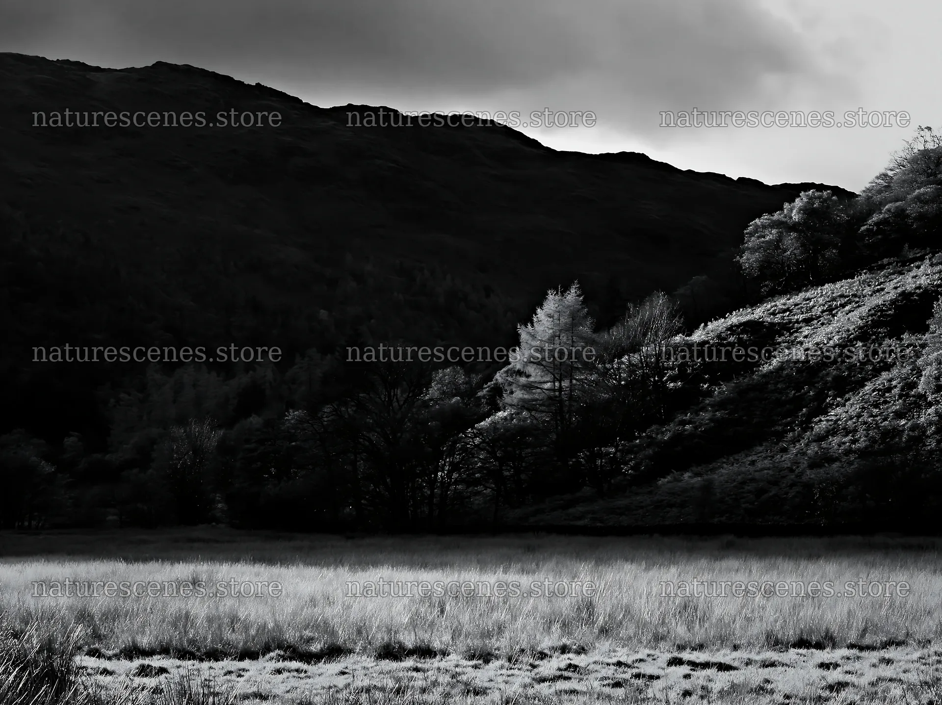 Autumn meadow landscape with hills and trees in black and white – nature scenes 9174x6866