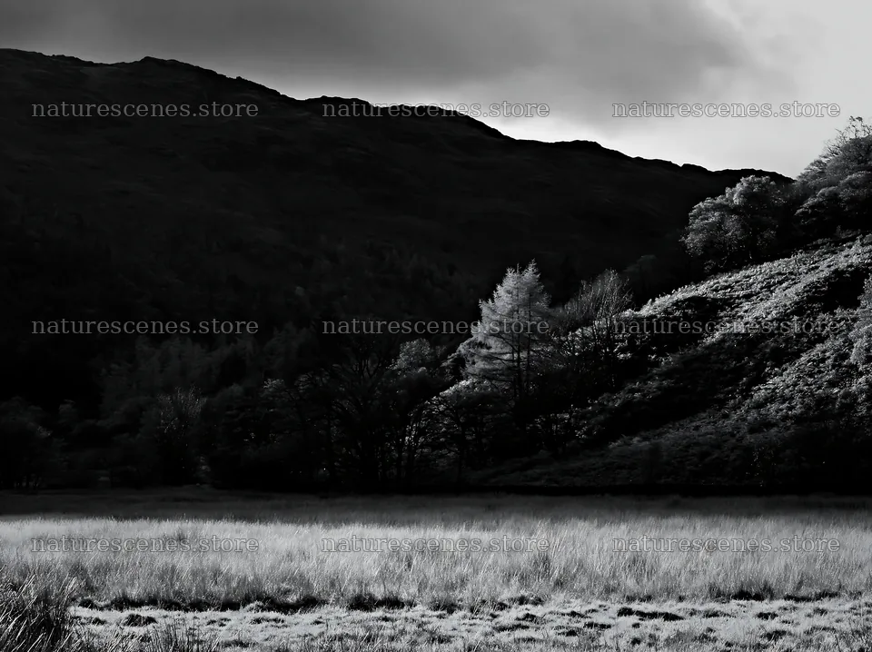 Autumn meadow landscape with hills and trees in black and white – nature scenes 9174x6866