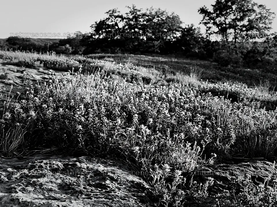 Regenerative meadow with bluebonnets and Indian paintbrush flowers – nature scenes 9174x6866