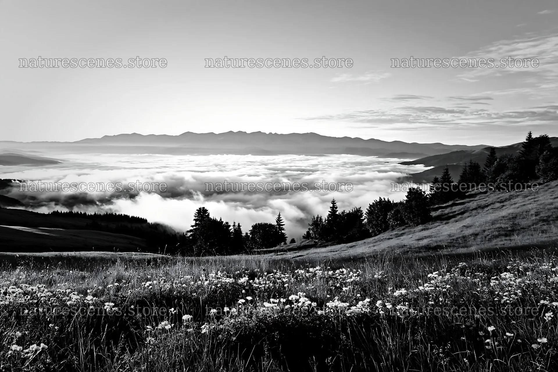 Transylvania summer hay meadows with distant mountain view – nature scenes 9722x6480