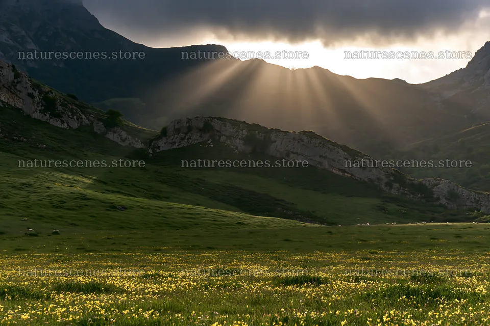 Sun rays shine on Picos de Europa meadow with mountain backdrop – nature scenes 9722x6480