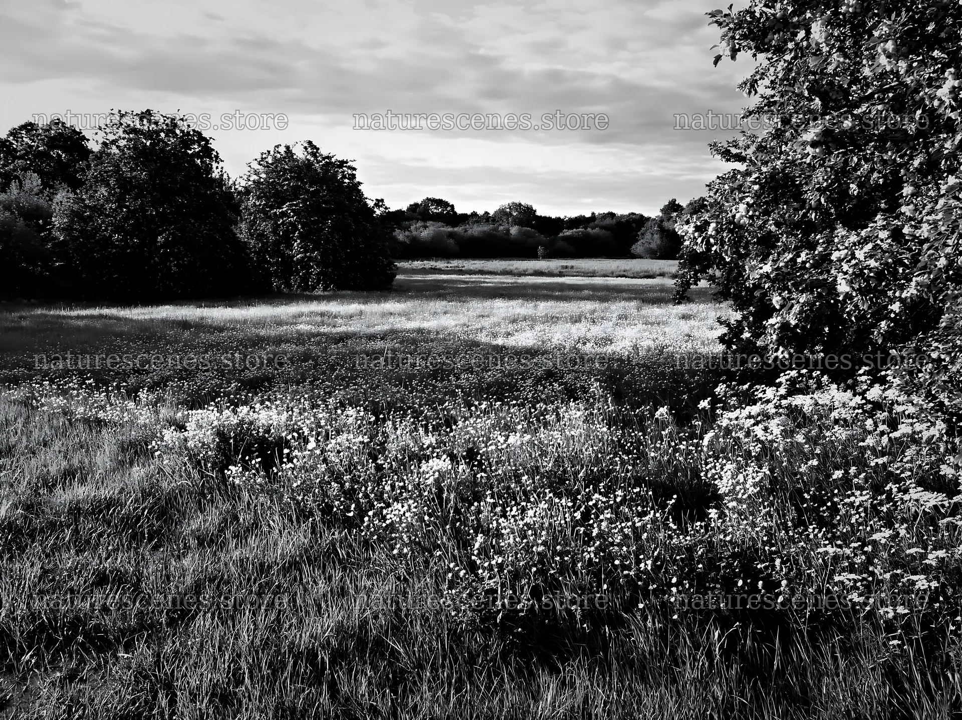 Meadow with apple trees and wildflowers in Camargue – nature scenes 9174x6866