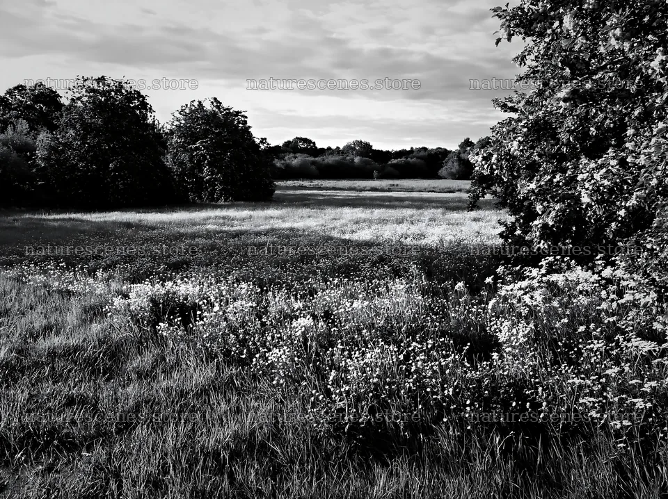 Meadow with apple trees and wildflowers in Camargue – nature scenes 9174x6866