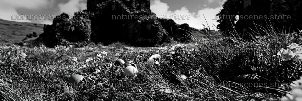 Christmas wreaths near cave in meadow – nature scenes 13690x4602