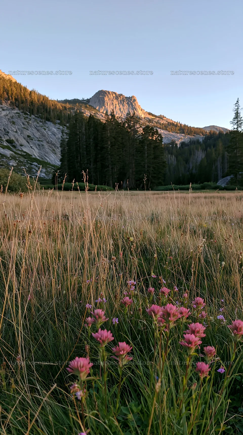 Tall grass meadow with flowers and mountains in the background – nature scenes 5938x10608