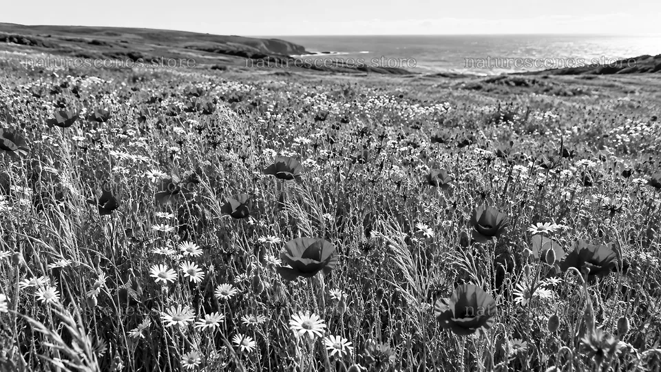 Black and White Coastal Wildflower Meadow – nature scenes 10324x5812