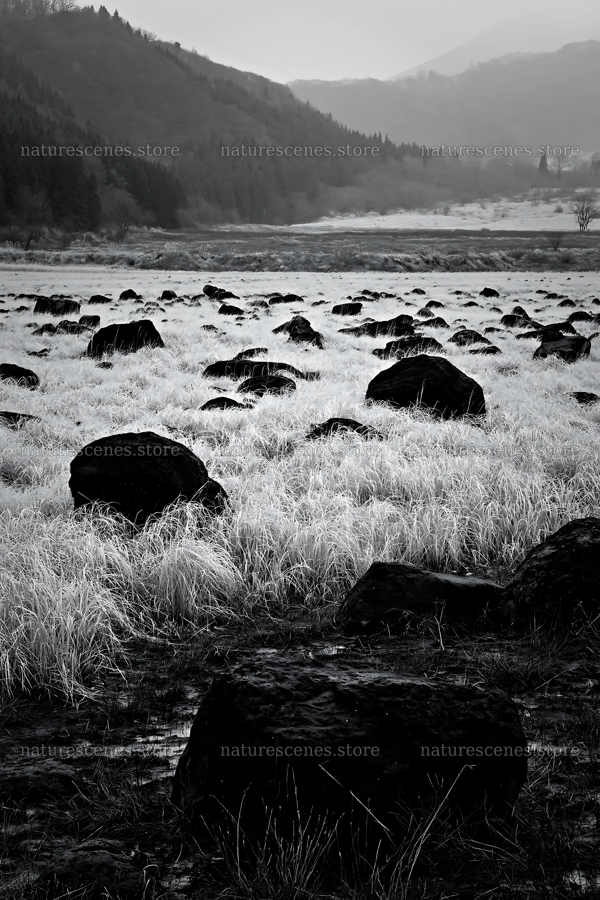 Restored Kumamoto silver grass meadow boulders in the landscape – nature scenes 6480x9722
