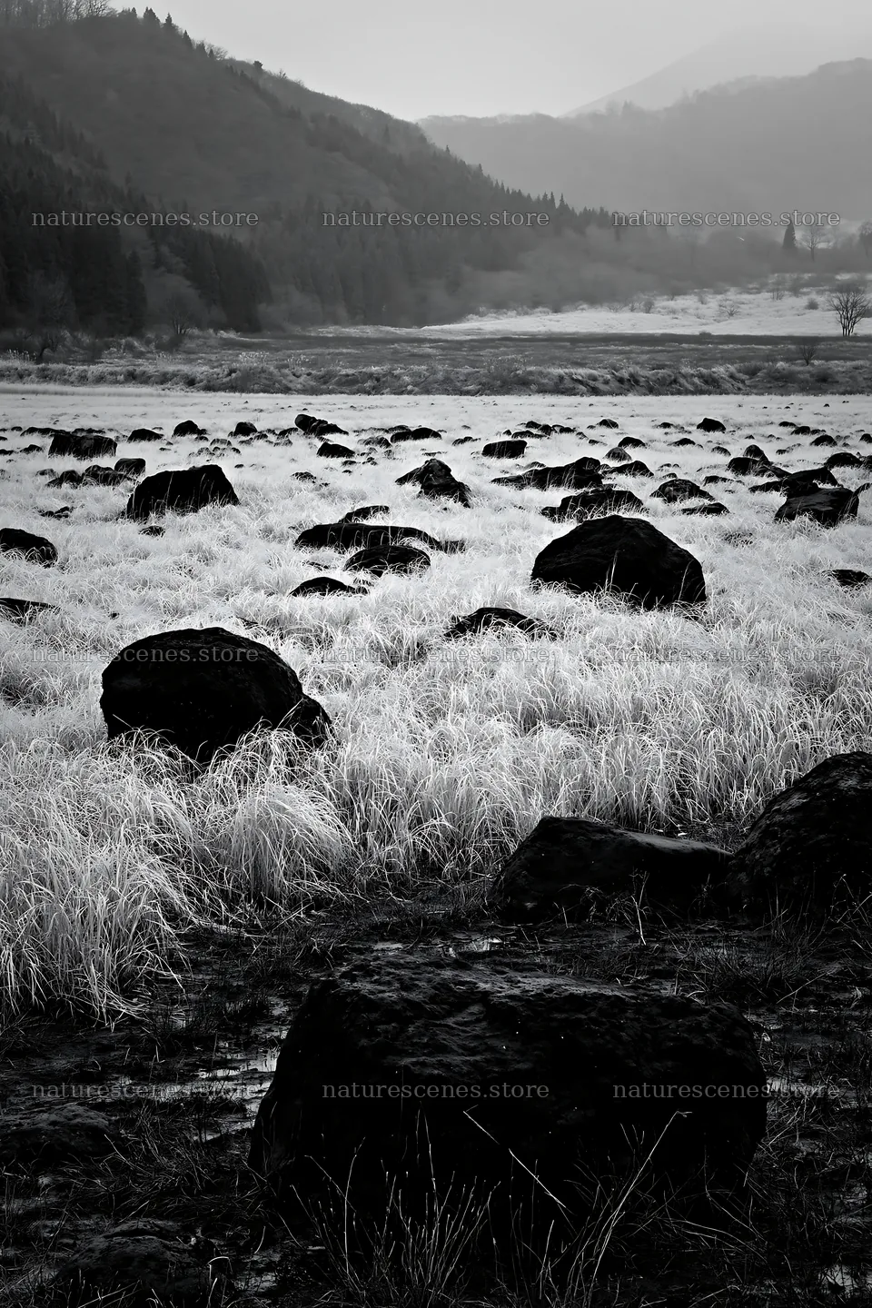 Restored Kumamoto silver grass meadow boulders in the landscape – nature scenes 6480x9722