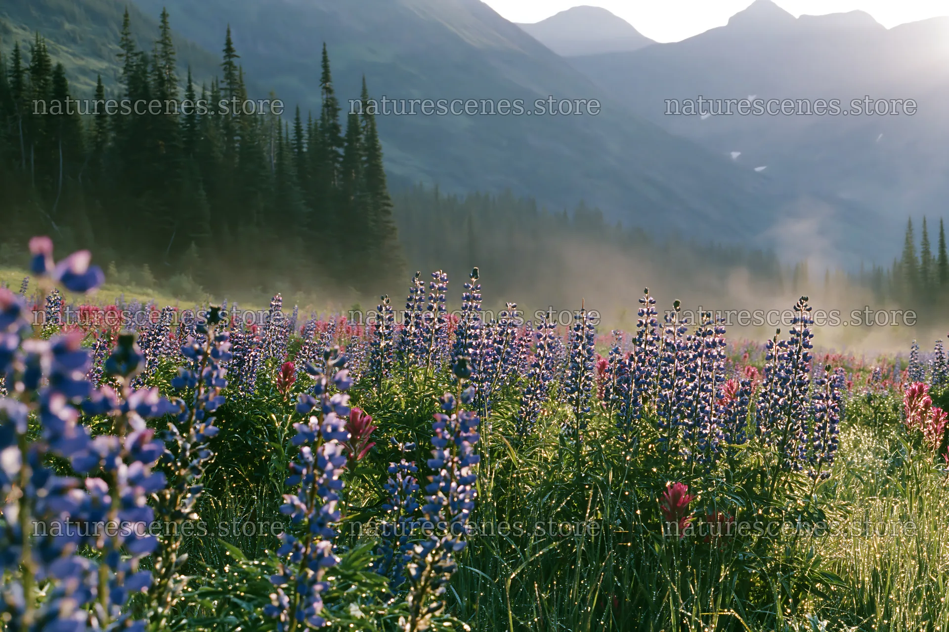 Colorful lupine meadow with mountains and trees in the background – nature scenes 9722x6480