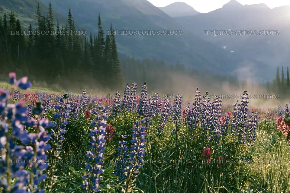 Colorful lupine meadow with mountains and trees in the background – nature scenes 9722x6480