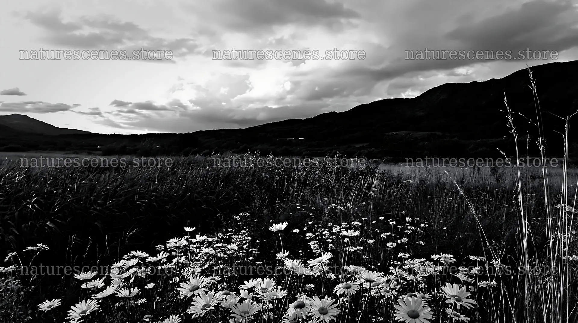 Floodplain meadow with reeds and flowers under cloudy sky – nature scenes 10608x5938